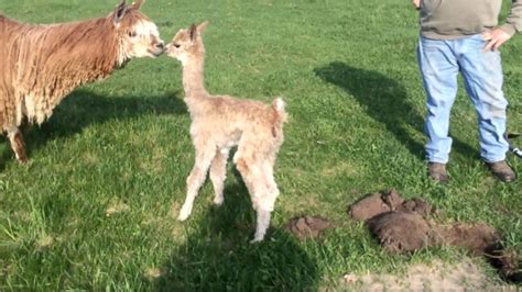 17 may 2016. . Alpaca rescue wisconsin